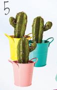 Potted Cactus-Each