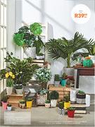 Potted Variegated Plant
