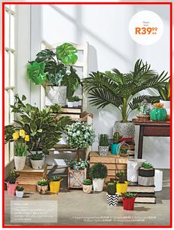 Sheet Street : Summer Is Here (21 Nov - 2 Dec 2018), page 15