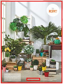 Sheet Street : Summer Is Here (21 Nov - 2 Dec 2018), page 15