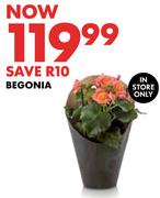 Begonia