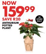 Anthurium Potted Plant
