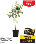 Citrus 190mm Thai Lime Tree
