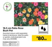 16.5cm Patio Rose Bush Pot-Each