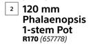 Flora 120mm Phalaenopsis 1 Stem Pot