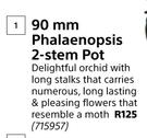 Flora 90mm Phalaenopsis 2 Stem Pot