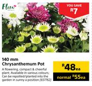 Flora 140mm Chrysanthemum Pot-Each