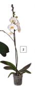 Flora 120mm Phalaenopsis 1 Stem Pot