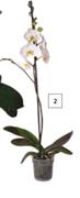 Flora 120mm Phalaenopsis 1 Stem Pot