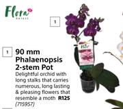 Flora 90mm Phalaenopsis 2 Stem Pot
