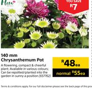 Flora 140mm Chrysanthemum Pot-Each
