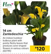 Flora 14cm Zantedeschia