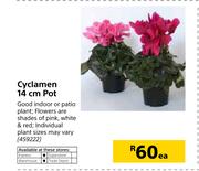 Cyclamen 14cm Pot-Each