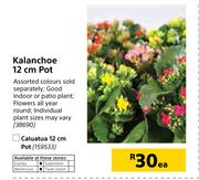 Kalanchoe 12cm Pot-Each