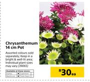 Chrysanthemum 14cm Pot-Each