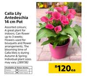 Calla Lily Antedeschia 14cm Pot-Each