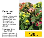 Kalanchoe 12 cm Pot