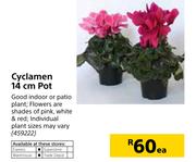 Cyclamen 14 cm Pot