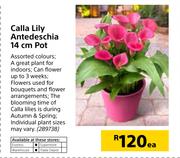 Calla Lily Antedeschia 14 cm Pot