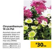 Chrysanthemum 14 cm Pot