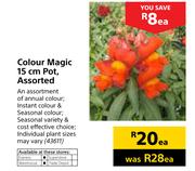 Colour Magic 15cm Pot-Each