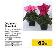 Cyclamen 14cm Pot-Each