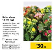 Kalanchoe 12cm Pot-Each