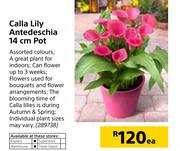 Cella Lily Antedeschia 14cm Pot