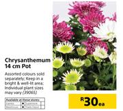 Chrysathemum 14cm Pot-Each