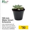 Flora 100mm Water Smart Echeveria