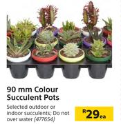 90mm Colour Succulent Pots-Each