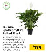 165mm Spathiphyllum Potted Plant