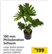 190mm Philodendron Selloum