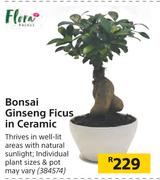 Flora Bonsai Ginseng Ficus In Ceramic