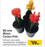 80mm Moon Cactus Pots-Each