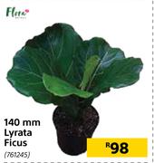 Flora 140mm Lyrata Ficus