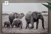 DH Elephant Family Canvas-600mm x 900mm