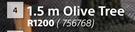 1.5m Olive Tree