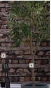1.5m Olive Tree