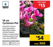 14cm Cyclamen Pot
