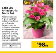 Calla Lily Antdeschia 14cm Pot