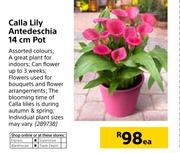 Calla Lily Antedeschia 14cm Pot-Each