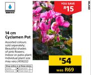 Cyclamen 14cm Pot