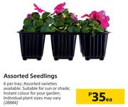 Assorted Seedlings-Each
