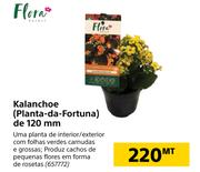Flora Kalanchoe Planta da Fortuna de 120mm