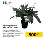  Flora Spathiphyllum Pot de 140mm
