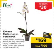 Flora 120mm Phalaenopsis 1 Stem Pot