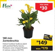 Flora 140mm Zantedeschia