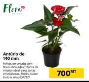 Flora Antúrio de 140mm