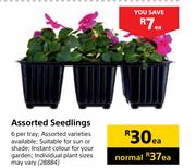 Assorted Seedlings-Each